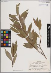 Foto von Salix excelsa S. G. Gmel.